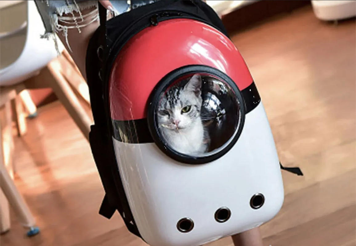 ¿Qué tan recomendable es pasear a tu gato en la mochila transportadora?