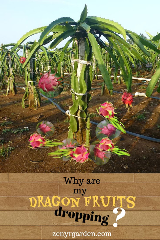 why-are-my-dragon-fruits-dropping.jpg