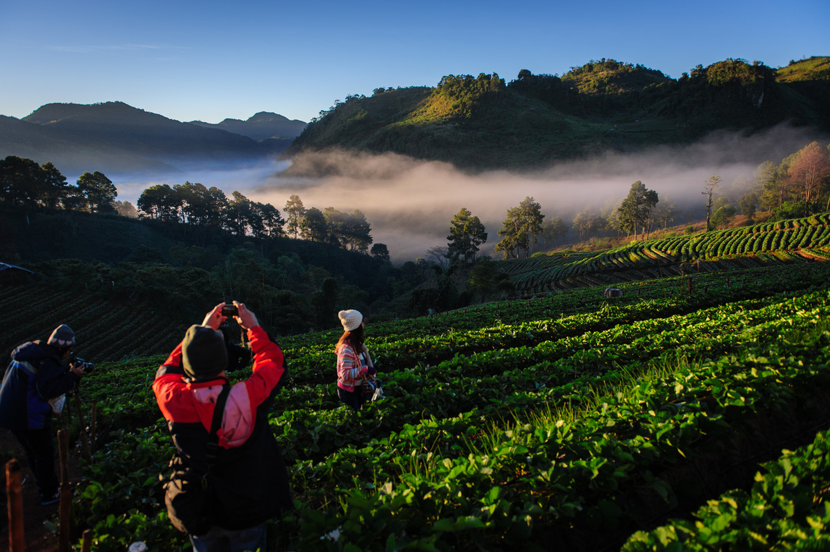 Chiang Mai-Royal Agricultural Station Angkhang (สถานีเกษตรหลวงอ่างขาง) 120031