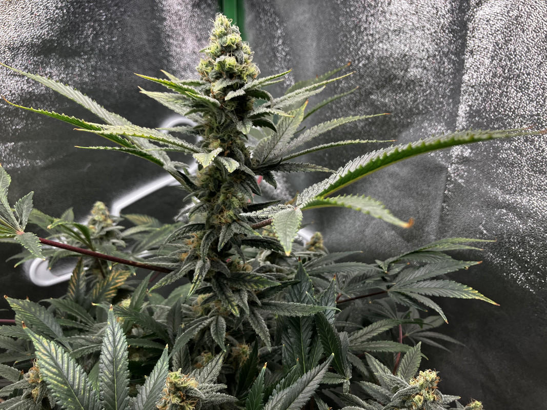 99D1EFB3-15FF-405F-8BE4-2A0C24234AAC