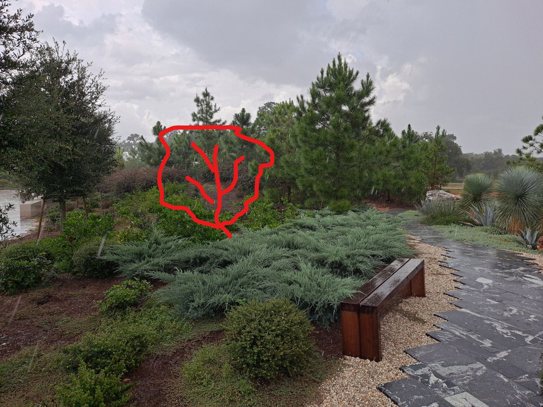 Space for Dimocarpus longan at HBG