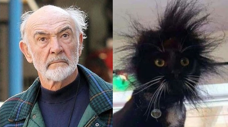 Sean-Connery-Looks-Like-ACat.jpg