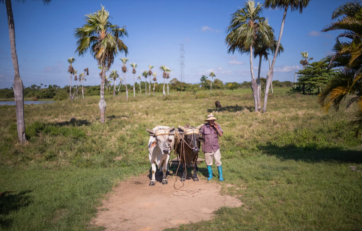 Cuban-Man-with-Bulls-scaled-jpg-webp-2400×1594-