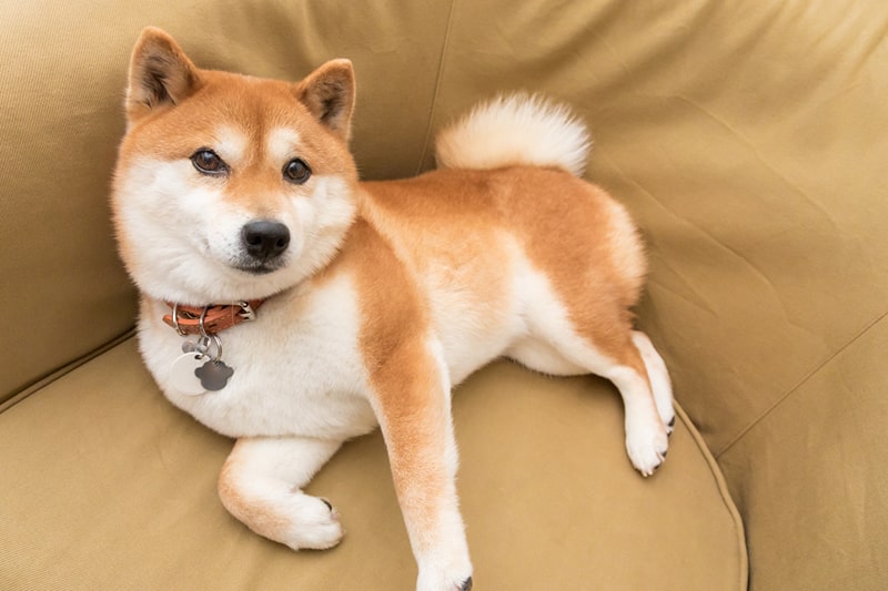 dog-day-4.jpg
