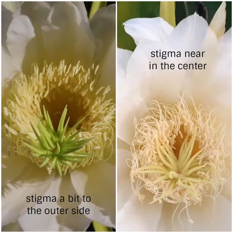 placement-of-stigma-dragon-fruit.jpg