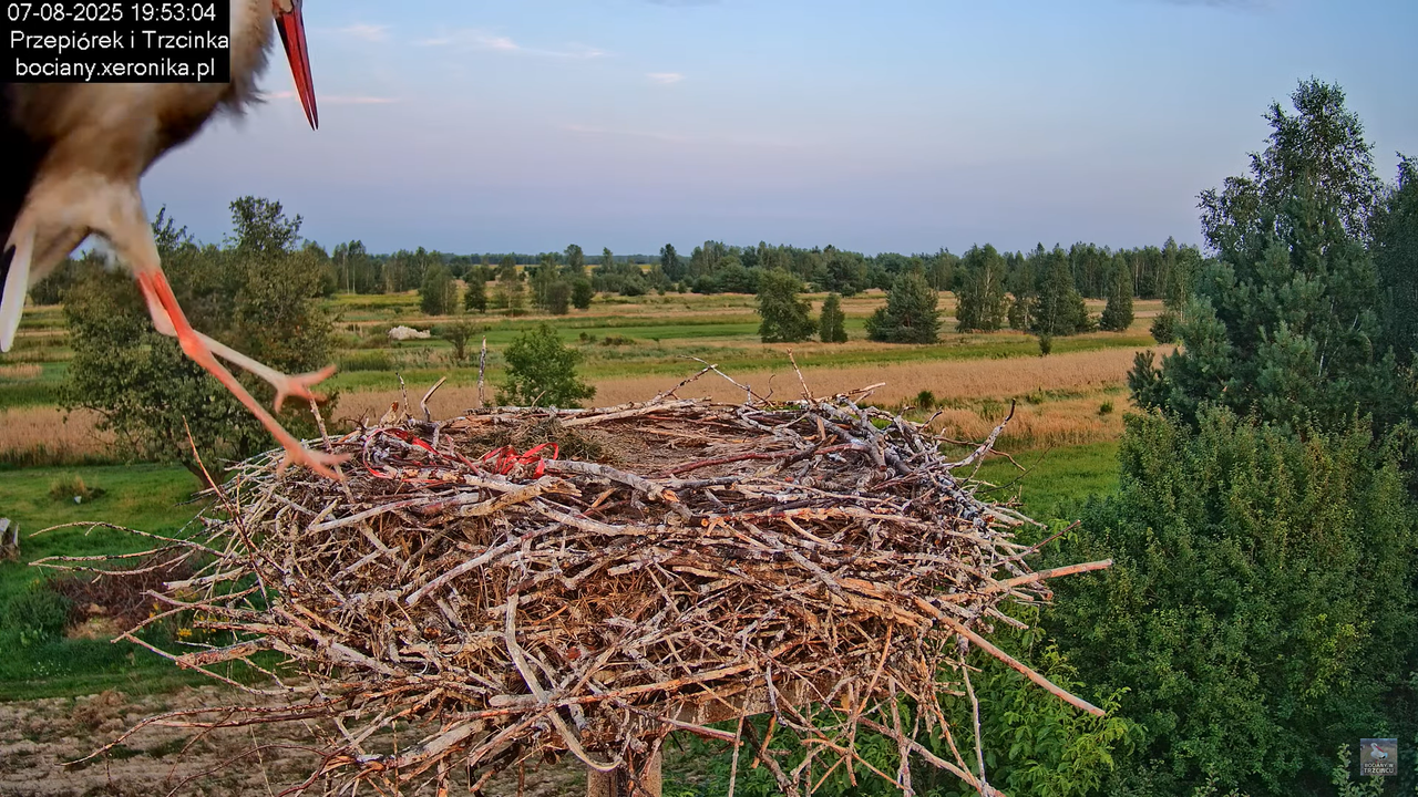 07082025bociany26