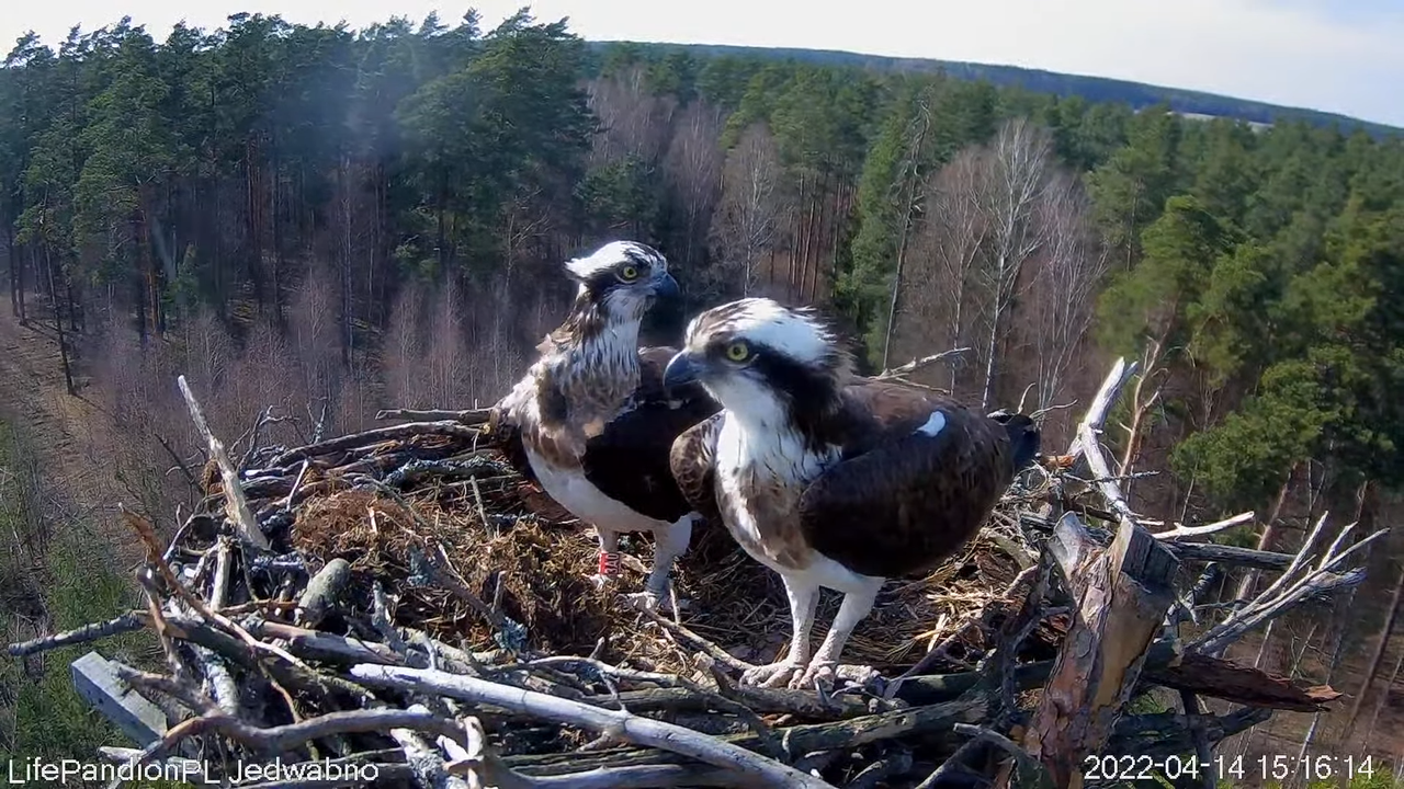 Rybołowy Online Puszcza Napiwodzko-Ramucka _ Ospreys Online in Napiwodzko-Ramucka Forest 7-40-55 scr
