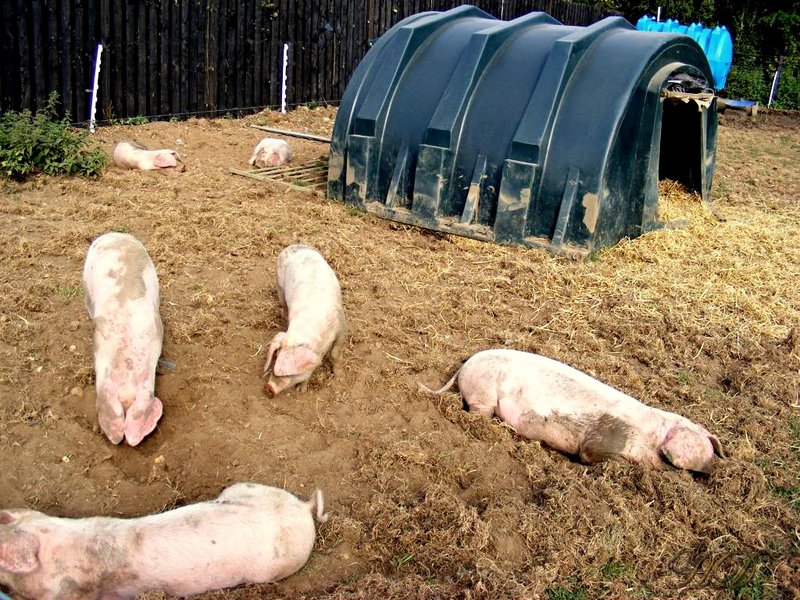 animals-pigs-sty-HD.jpg