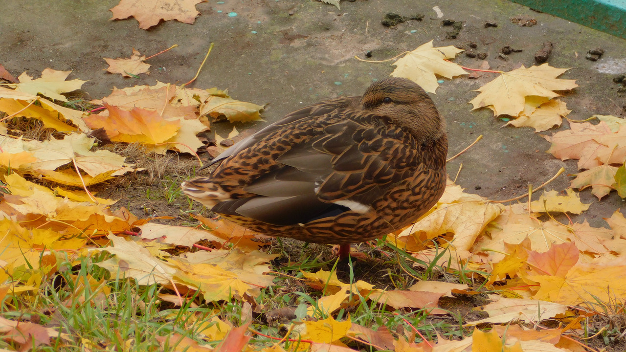 Коломенское с Евлампией ноябрь 2023 020