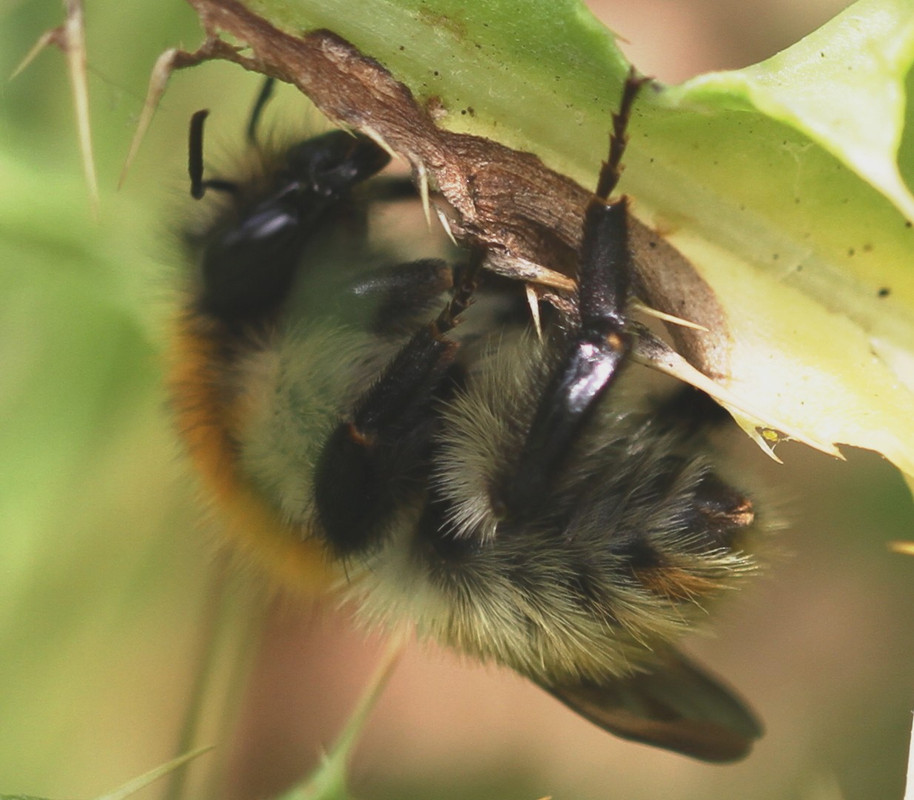 B muscorum poss F 19 7 2012 île aux moines n1.20