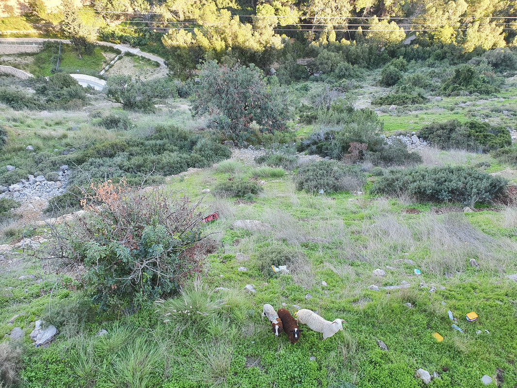 Овцы на склоне вдоль хайфской улицы Рупин