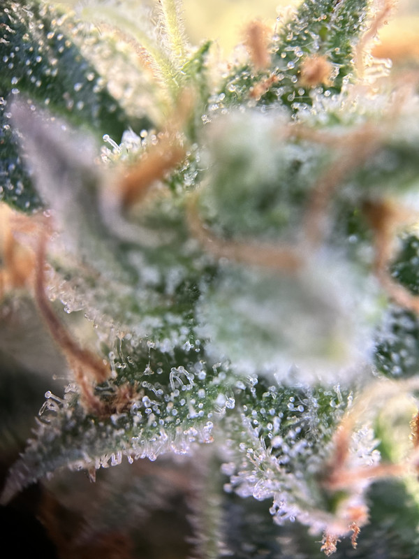 CE83965C-D913-4DC5-B87A-E5F7ADF2DE08