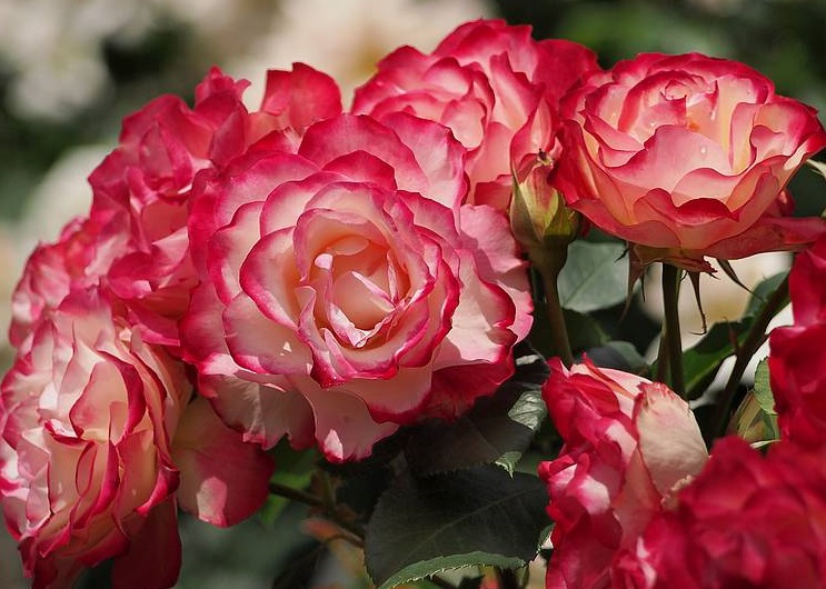 Лучшие сорта розы принцессы кентской на что обратить внимание при выборе.