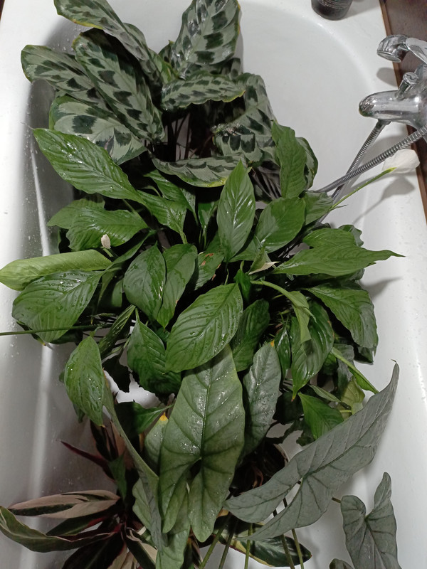 IMG_20240802_195153_606