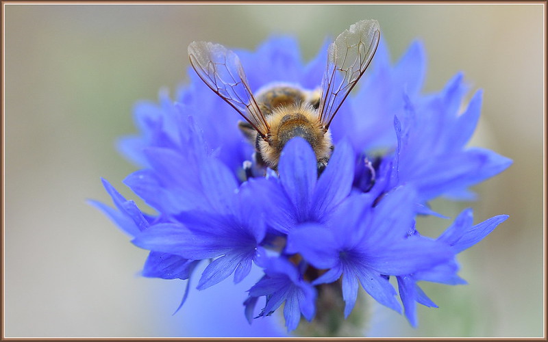 bluecornflowerbee.jpg