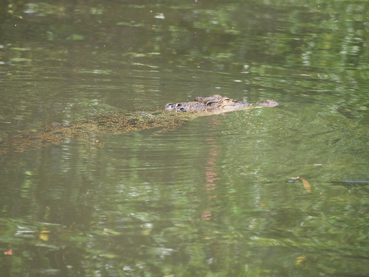 Crocodile 7