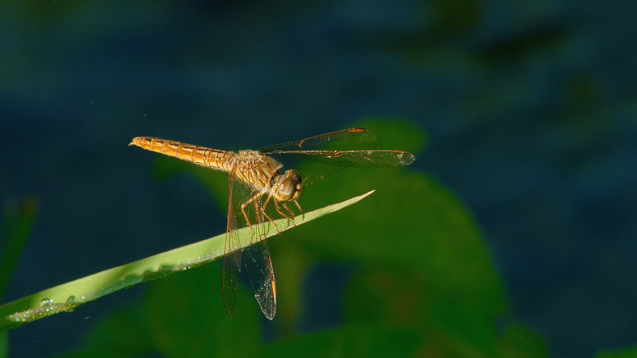 [HR] Thailand - Earth's Tropical Paradise S01E03 [BBC Two 1080p x265]_14