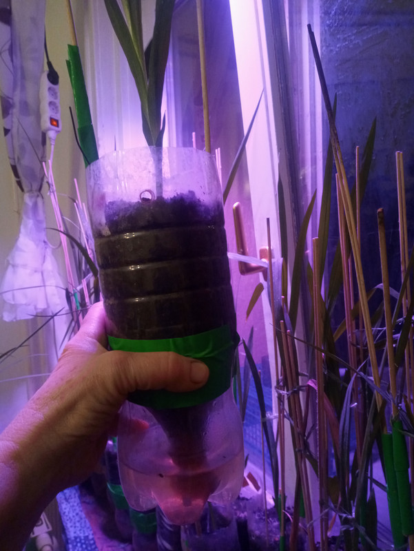 20201228_185036(1)[1]