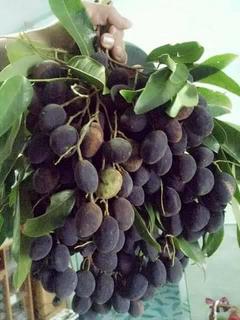 19554709_831190187036004_5922011755015437589_n