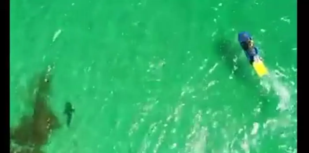 Hombre salva a cientos de personas de un tiburón blanco en Australia