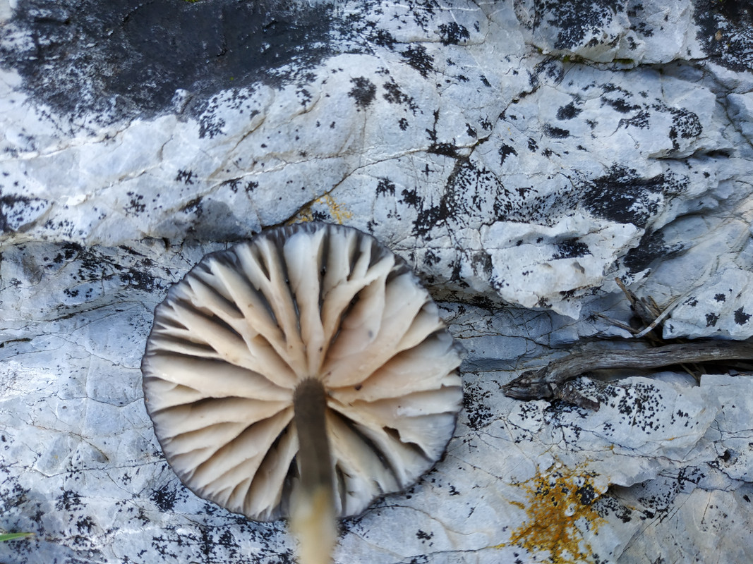 Tephrocybe atrata.  (2)