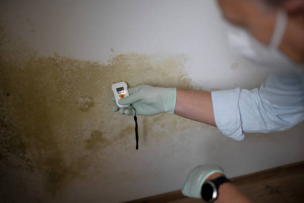 mold removal