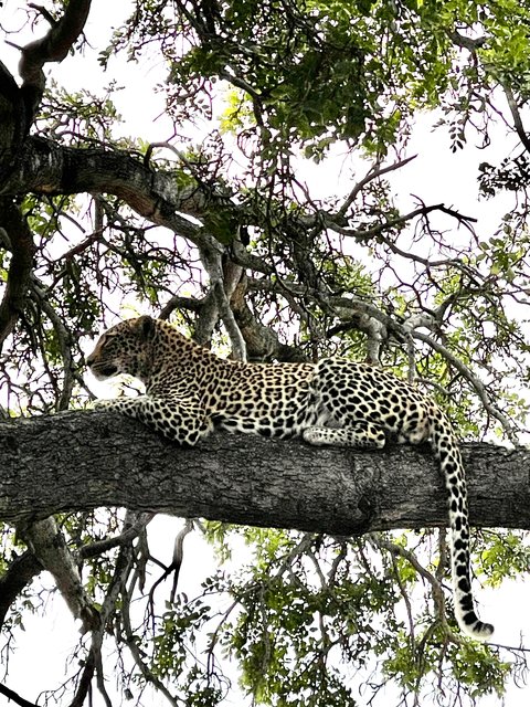 [Linked Image from i.postimg.cc]