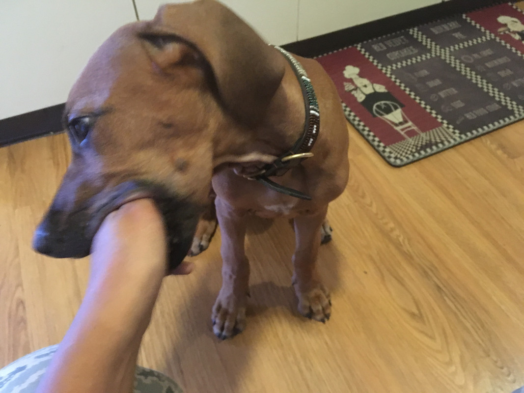 Rocco the Rhodesian Ridgeback 30 (Don't mind my uniform-)