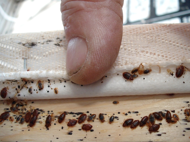 Kissimmee Bed Bug Treatment