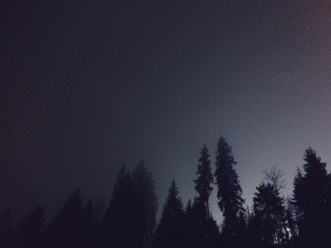 trees in fog