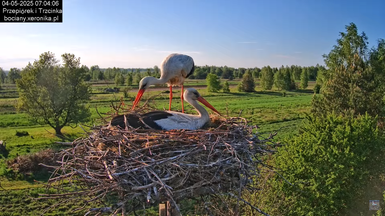 04052025bociany11