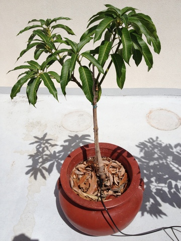 Our Garden 008