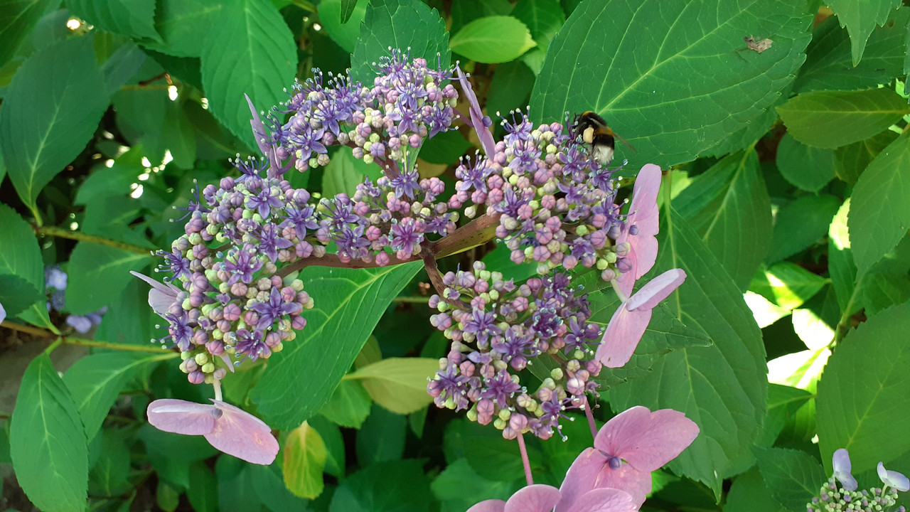 005 - 20200728_123115