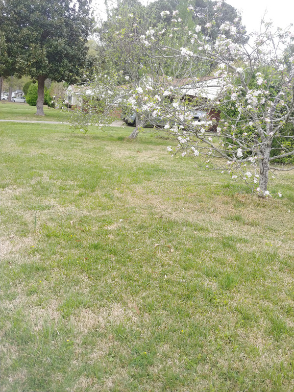 Apple-trres-10Apr2024