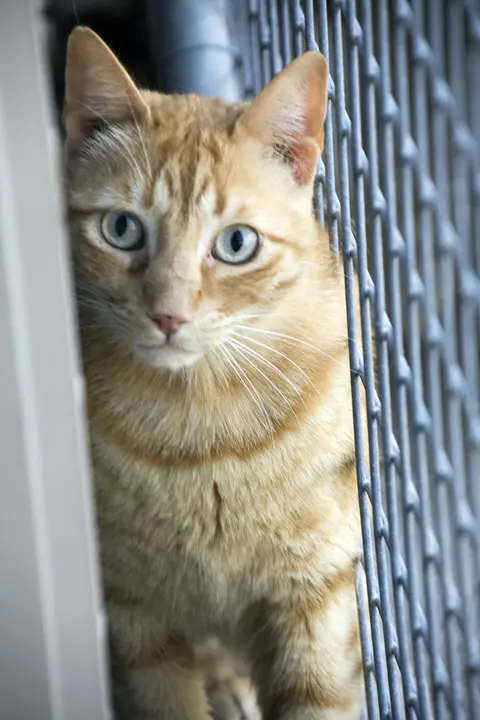 Animal 5