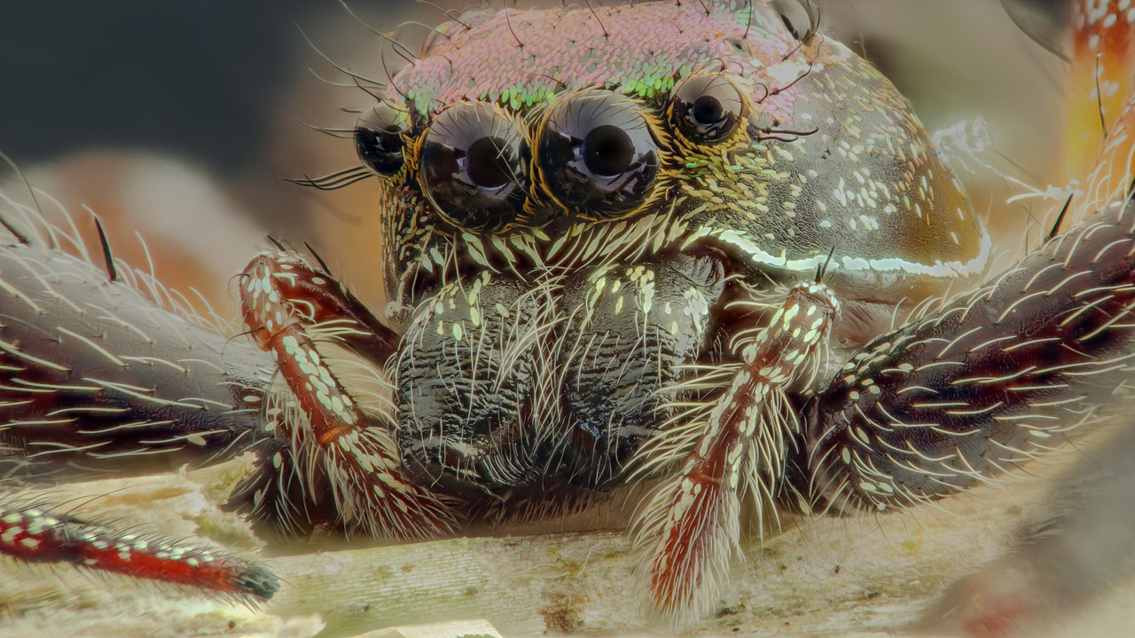 spider-02-copiar.jpg