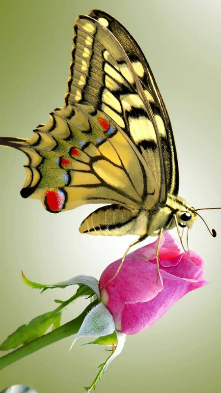 Goldmothandrose.jpg