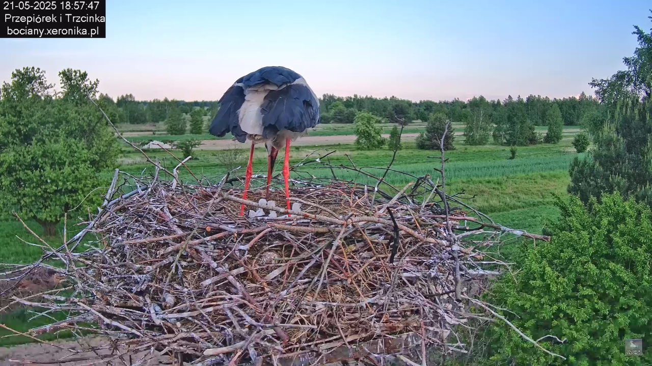 21052025bociany29