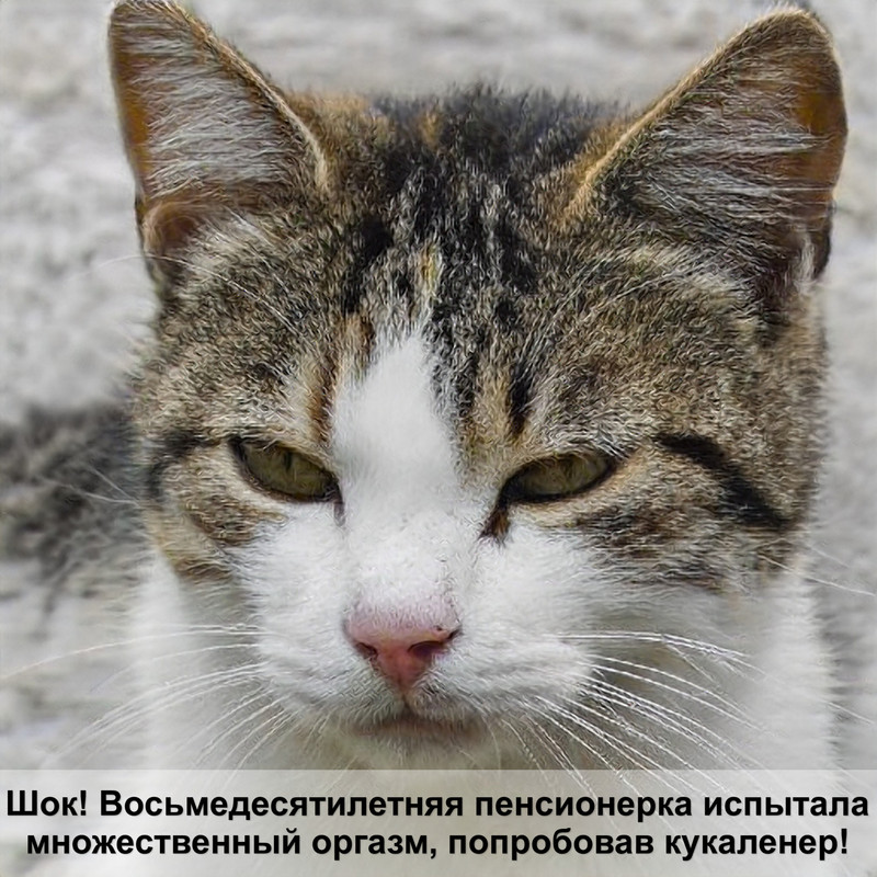 кошка расчесывает шею