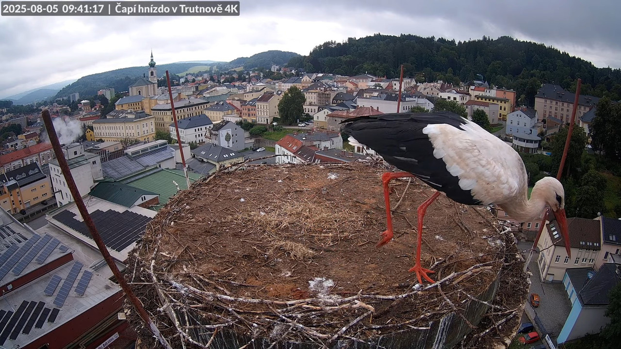 Živě z čapího hnízda na pivovarském komíně v Trutnově 7-36-39 screenshot (1)