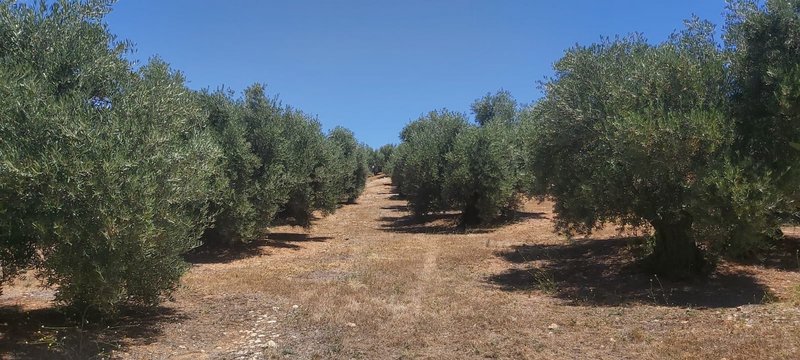 Seguimiento evolutivo/productividad parcela de secano en calar (Jaén) PHOTO-2020-06-19-4