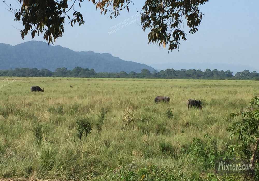 BBG&B20KazirangaAndMajuli - 8