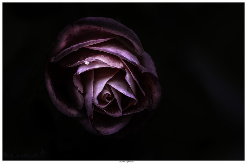purple-rose.jpg