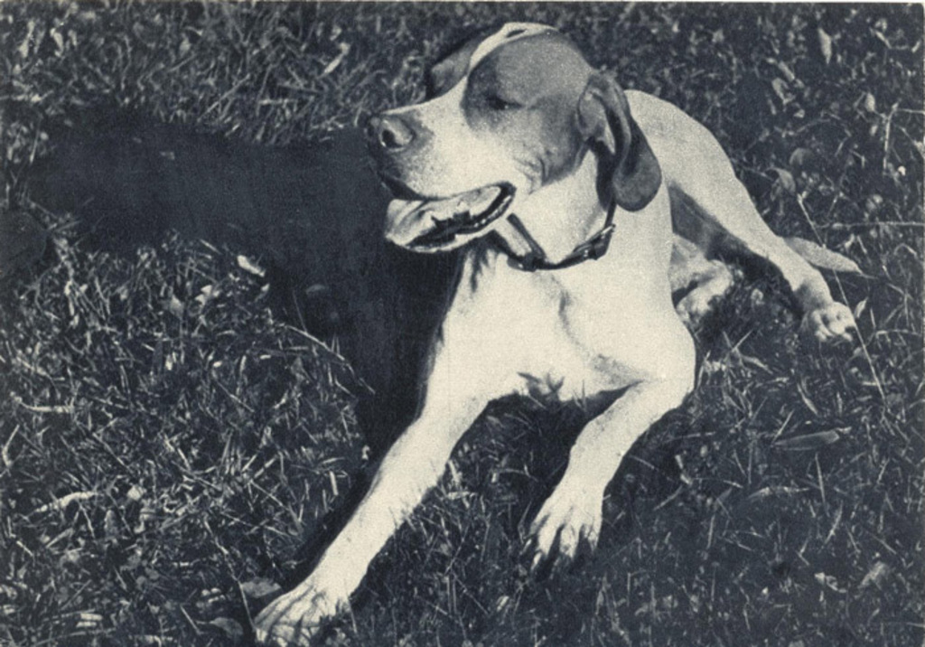 Поинтер 1969 Планета 18