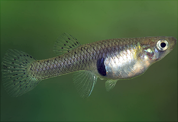 Gambusia-affinis.png