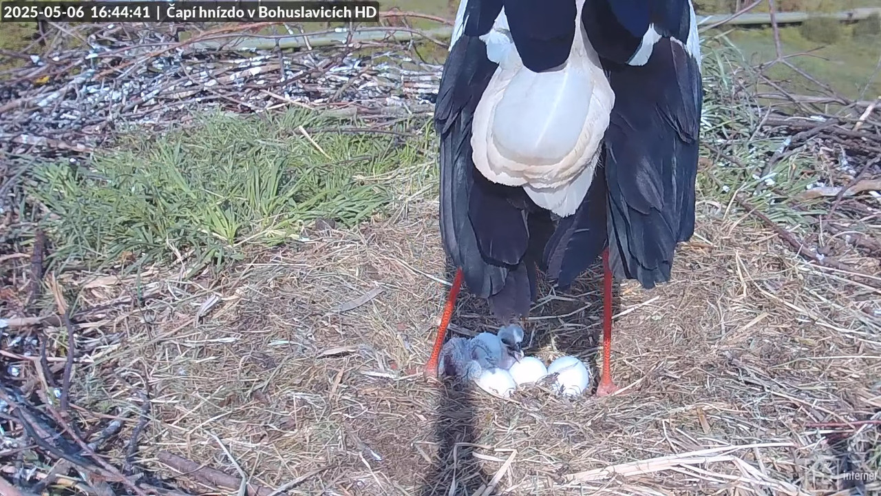 Tiešraide no stārķu skursteņa Bohuslavicē netālu no Trutnovas HD kvalitātē 14-18-59 screenshot