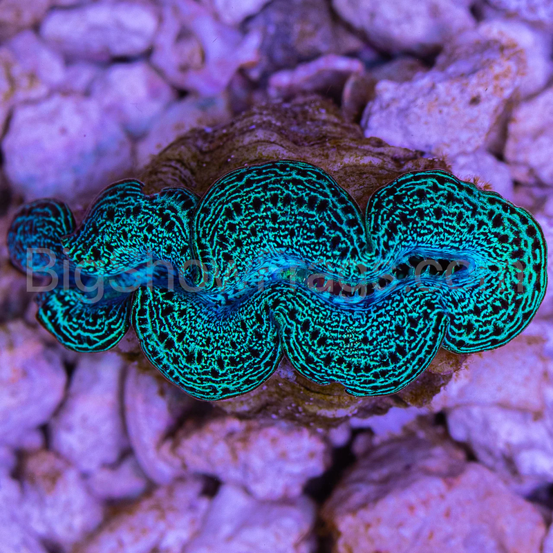 UltraTahitiMaximaClam2Inch2-1-580081__52566.1608873953