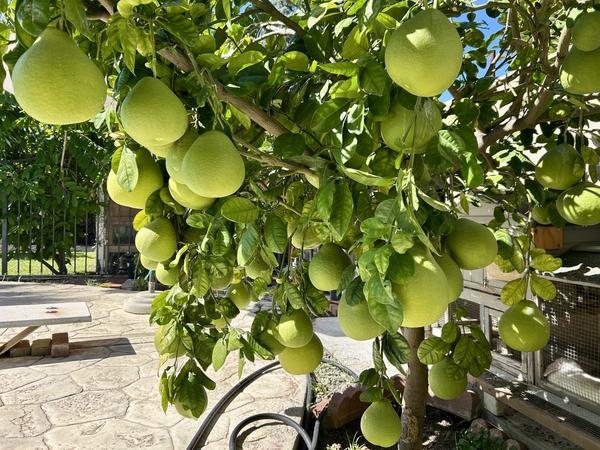 [Image: IMG-1677.jpg]