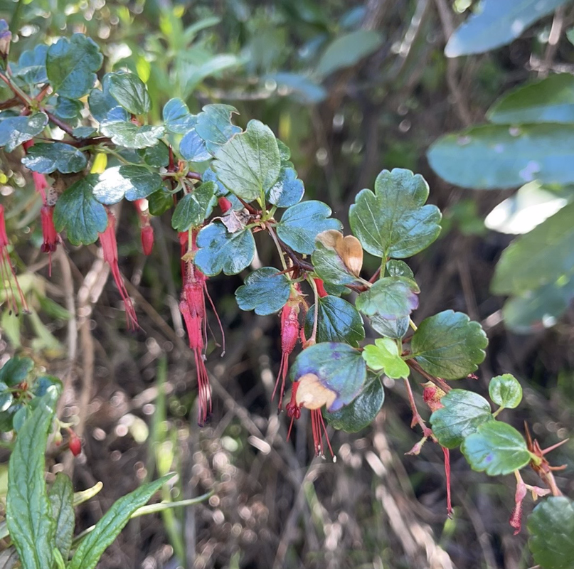 a photo of a branch of fuschia-flowered gooseberries
