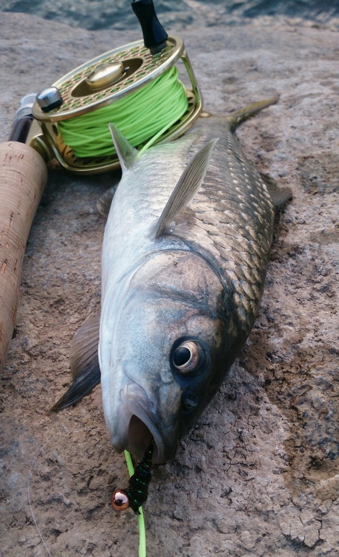 IMG_20130720_135328 (1)